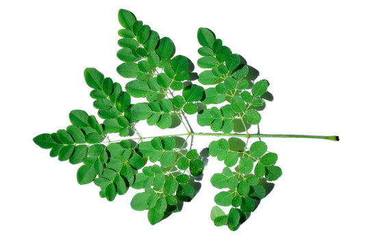 Moringa: Nature's Multivitamin for Energy, Immunity, and Better Sleep